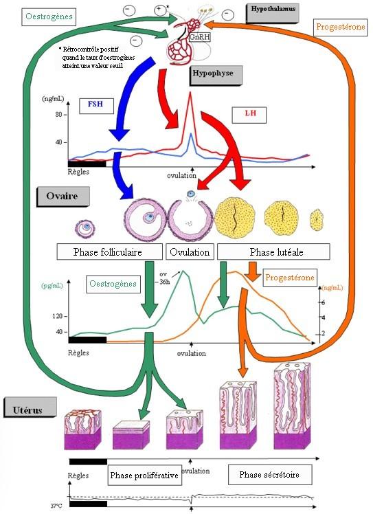 schéma descriptif du fonctionnement du cycle menstruel féminin avec effet des hormones sur utérus et ovaires