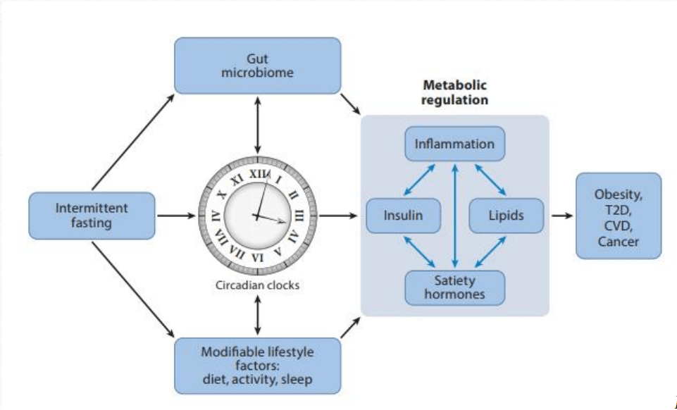 Schéma de l'impact du jeûne intermittent sur le fonctionnement hormonal et les maladies chroniques