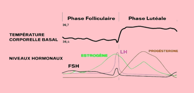 L'évolution des hormones et de la température au cours du cycle menstruel féminin