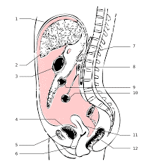 image représentant le péritoine dans le corps humain